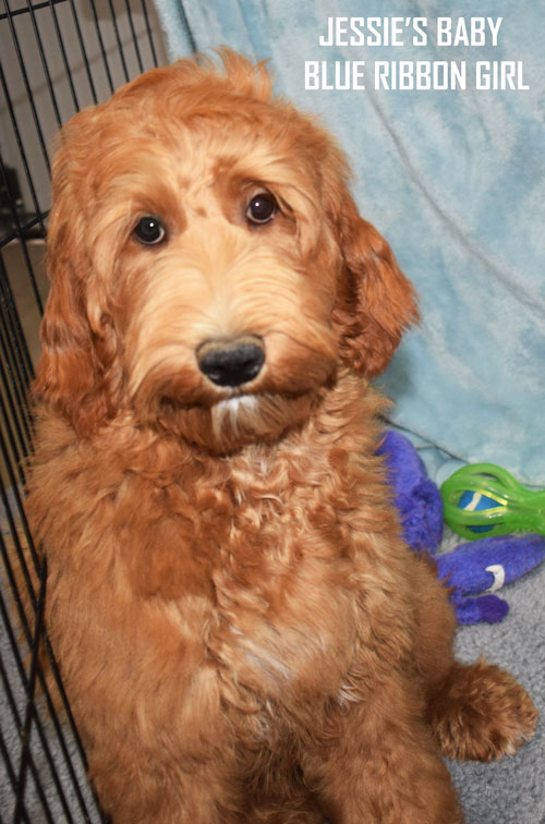 australian labradoodle